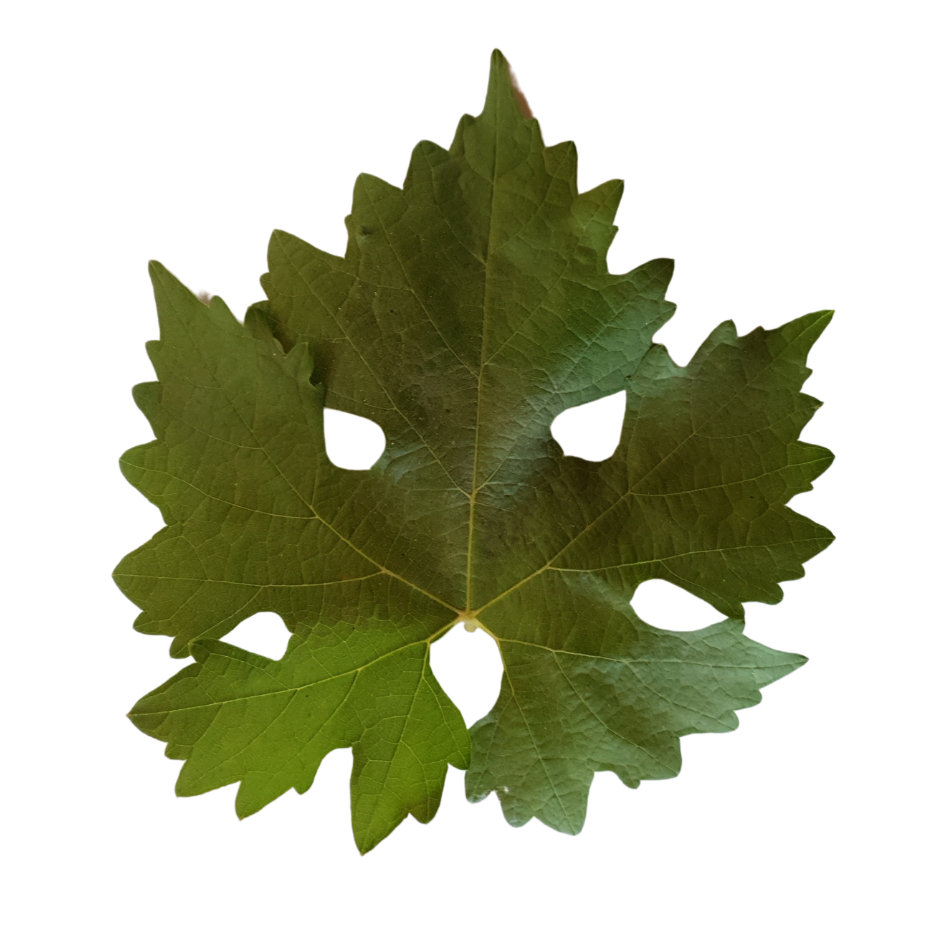Cabernet Sauvignon de vina mujeres itata