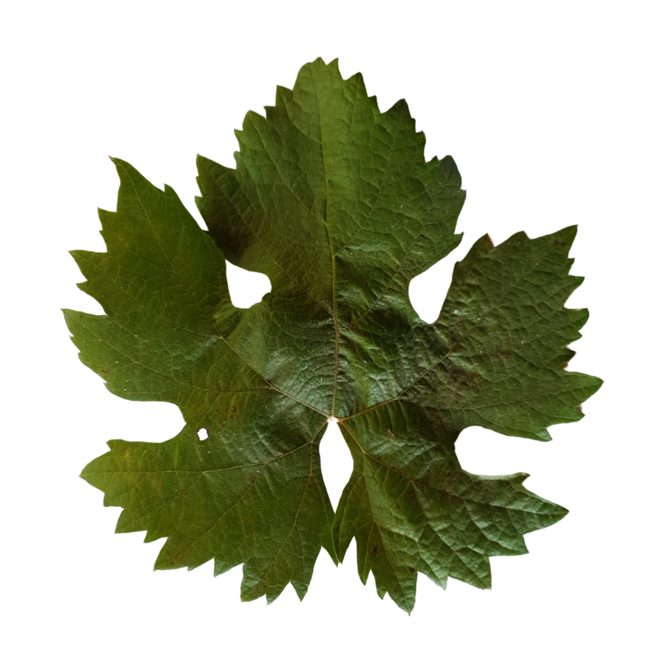 Carignan planted in Vina Mujeres Itata