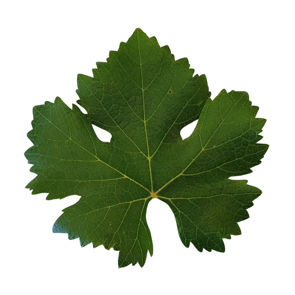 Carmenere