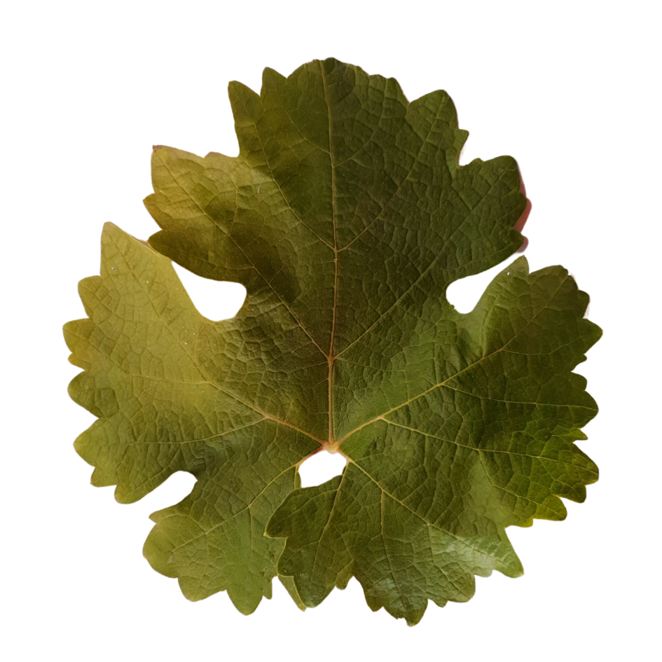 Cinsault